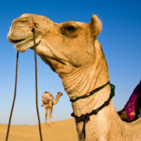 Tour India:Tour e itinerari del Rajasthan - Viaggi in India 2013