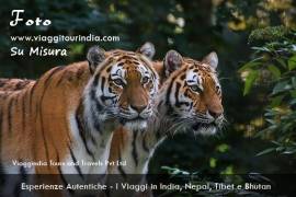 Viaggi in India Wildlife