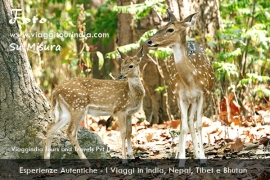 Viaggi in India Wildlife