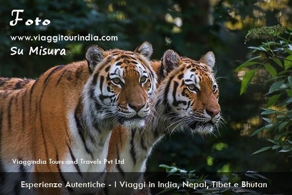 I Viaggi nei Parchi Nazionali in India
Tour naturalistici e Jeep Safari: Delhi – Sawai Madhopur – Bandhavgarh – Kanha – Pench