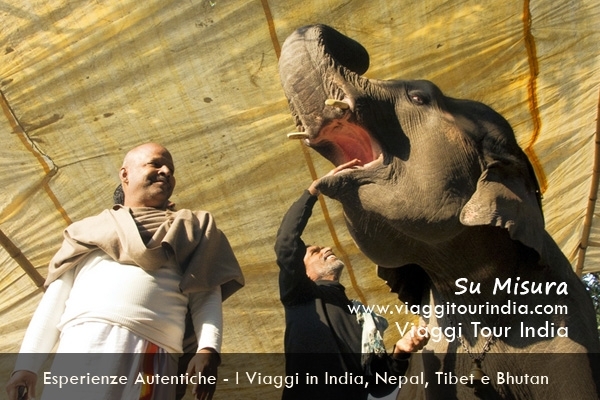 Tour India: il festival di Sonepur Cattle Featival: Viaggi in India 2023 - Mela Sonepur, tour per la Fiera di Sonepur